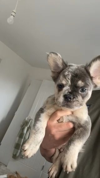 Visaul French Bulldog