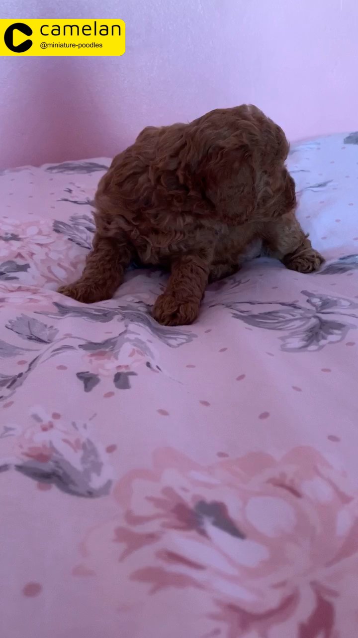 miniature poodle puppies
