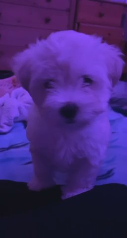 bichon puppies