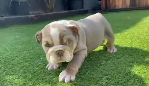 English bulldog female lilac and tan