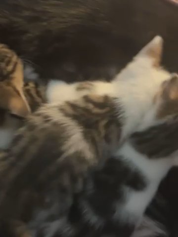 Baby kittens