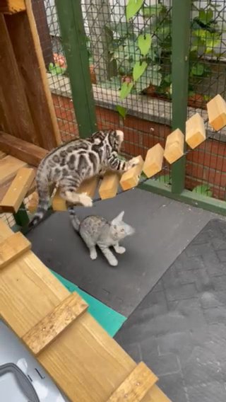Full pedigree TICA Silver Rosetted Bengal Kittens
