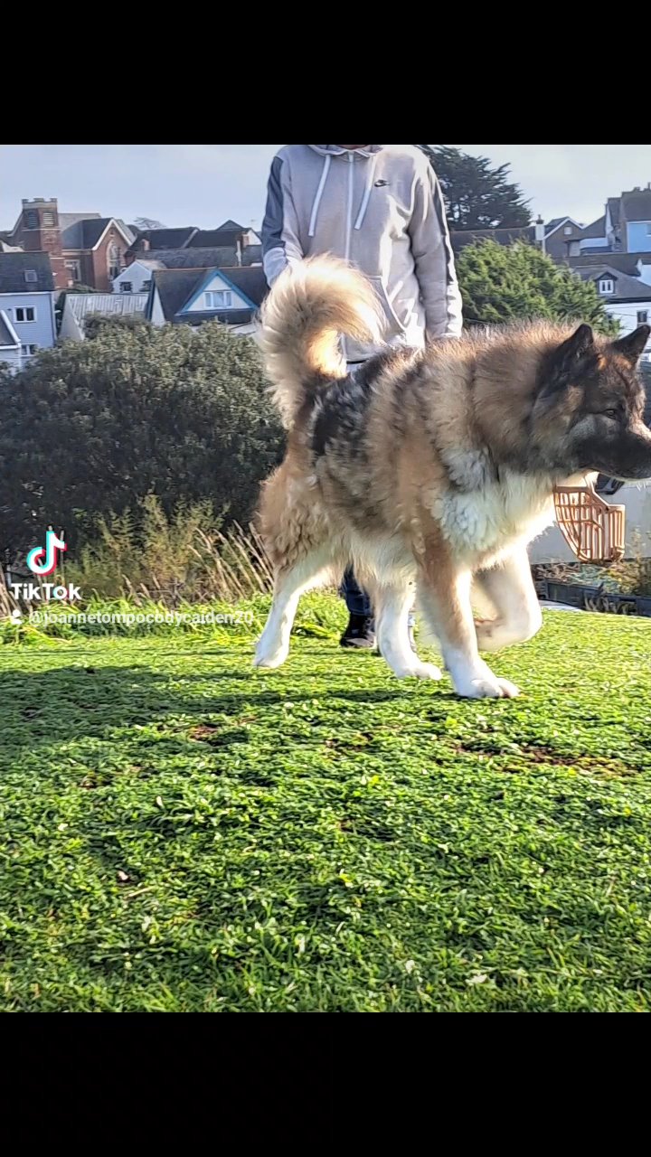 Tyson for sale