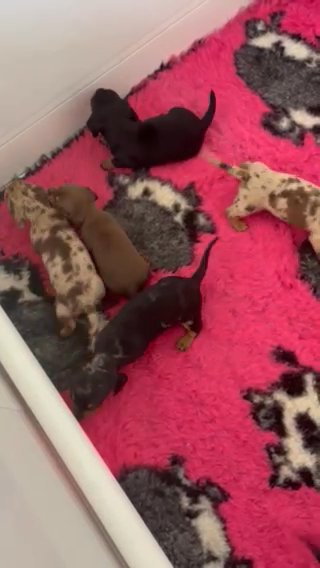 PRA Clear Mini Dachshunds