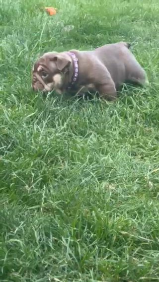 Female Bulldog