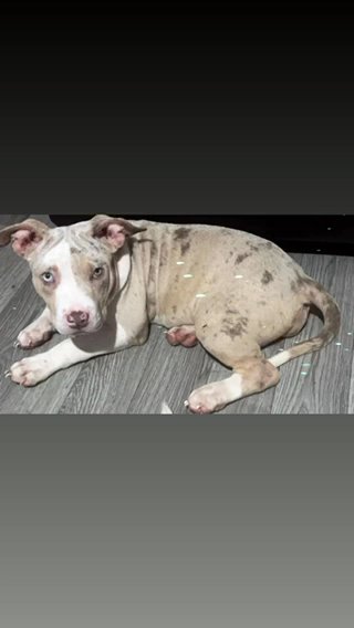 Stunning Standard American Bully girl