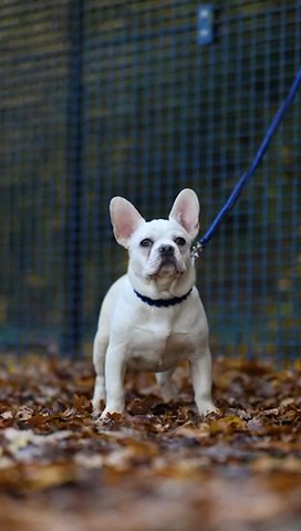 French Bulldogs