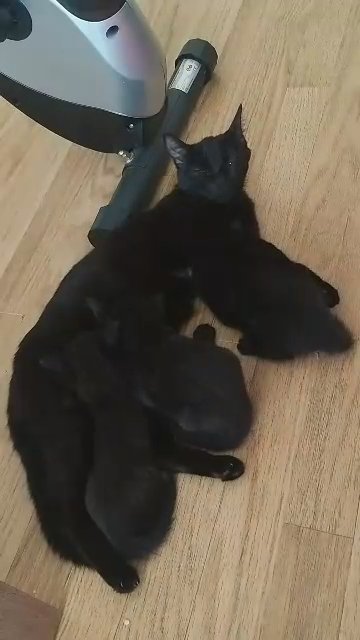 I have two kittens to give for adoption
