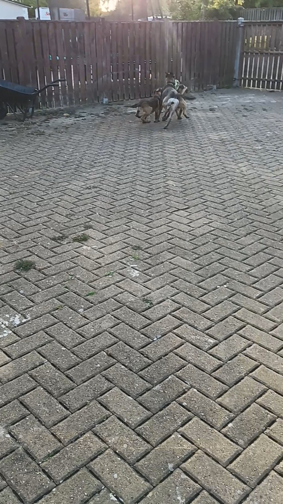 Belgian malinois