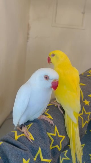 Hand Tamed Beautiful Ringneck For Sale