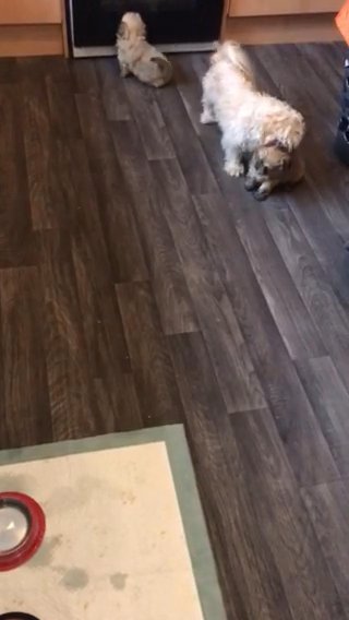 6 Weeks Old Shihtzu Puppies