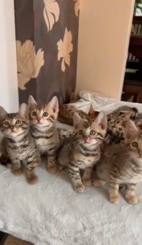 Tica Bengal Kittens