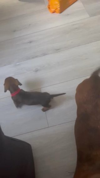 dachshund puppies
