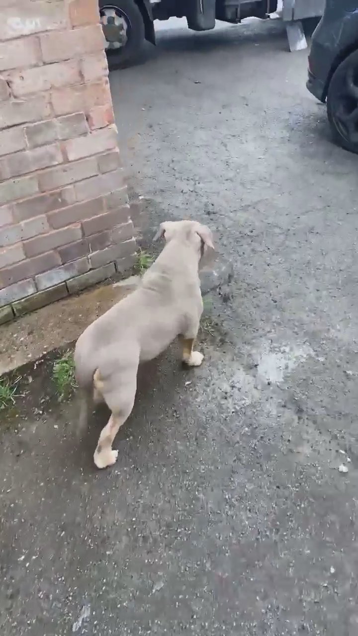 American pocket bully