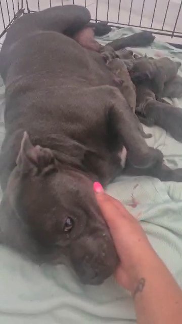 Blue Stafforshire Bullterrier puppies