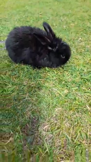 3 rabbits