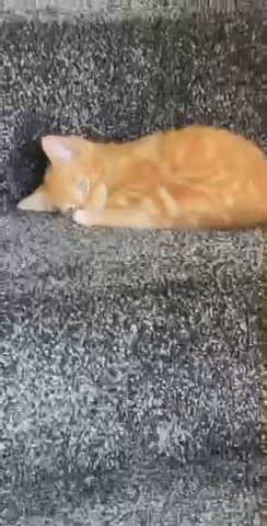 Orange Cat