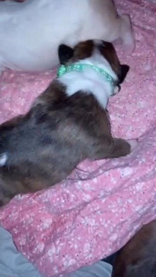 English Bull Terrier Puppies