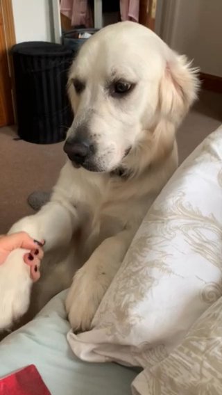 Golden Retriever Stud