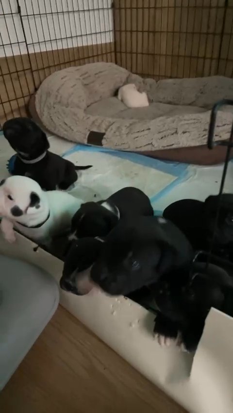 Staffordshire bull terriers