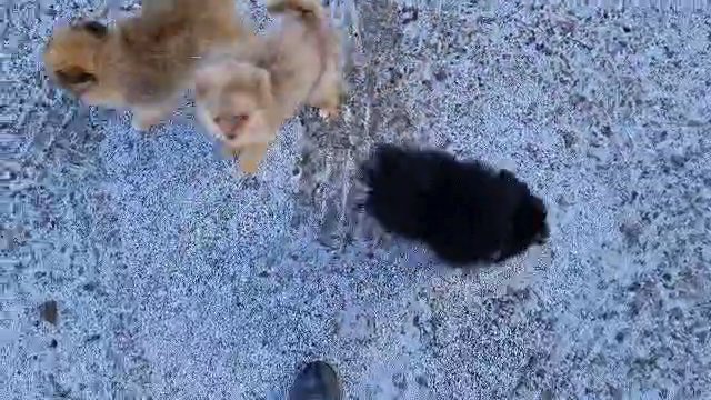 pomchi pips