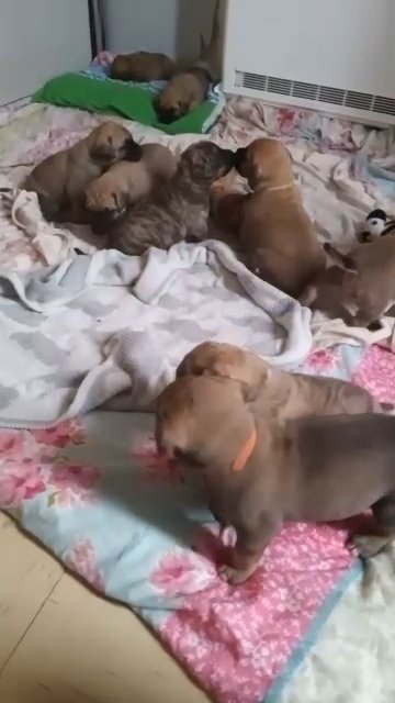 presa cross mali pups