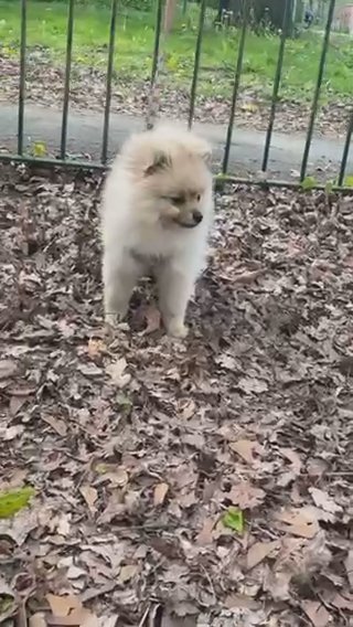 Pomeranian
