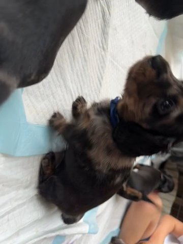 Kc, PRA Clear Mini Dachshund Puppies
