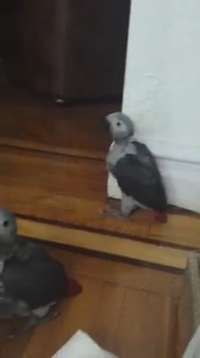 Congo African grey babies