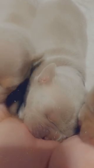 Pocket Bully REDUCED