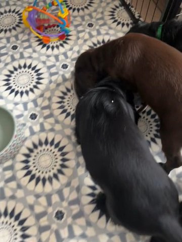 Kc  Registered Working Cocker Spaniels