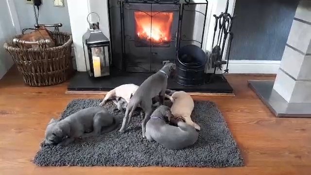 pedigree whippets 4 boys left