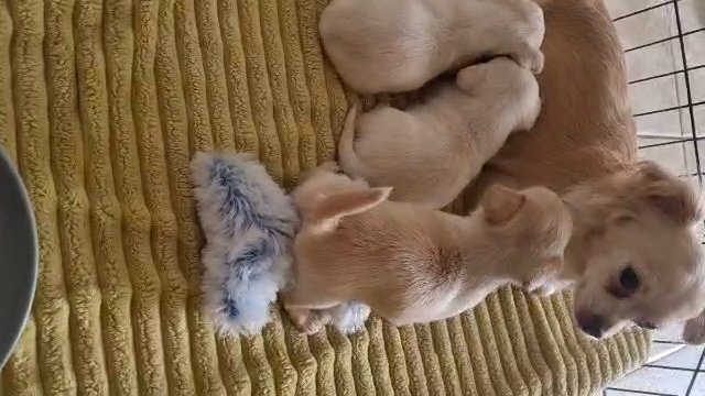chihuahua puppy's forsale last 2 ready now