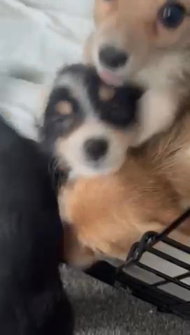 Amazing Jack Chihuahua