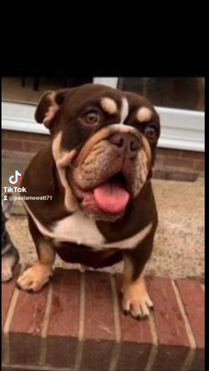 Lilac full suit  English Bulldog  for stud