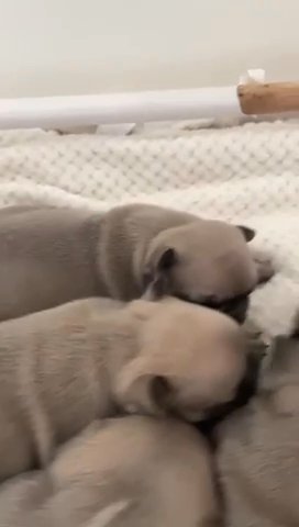 Chunky French Bulldog Puppies