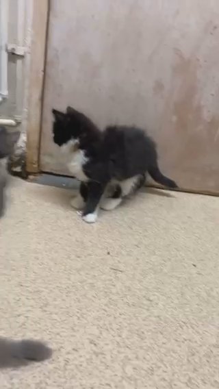 10 Kittens