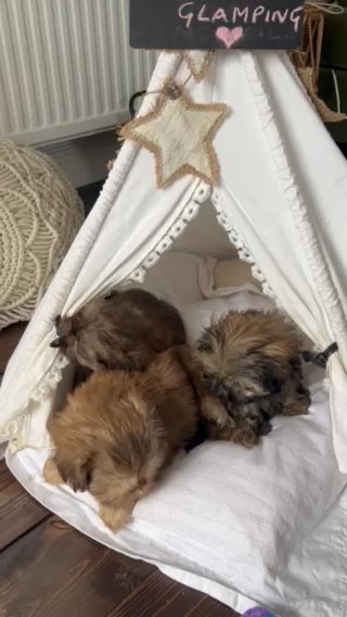 Shih Tzu Imperial Glamping
