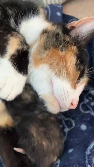 3 Kitten Available