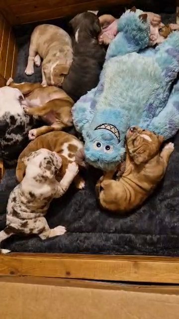 8 Olde English Bulldogges for sale