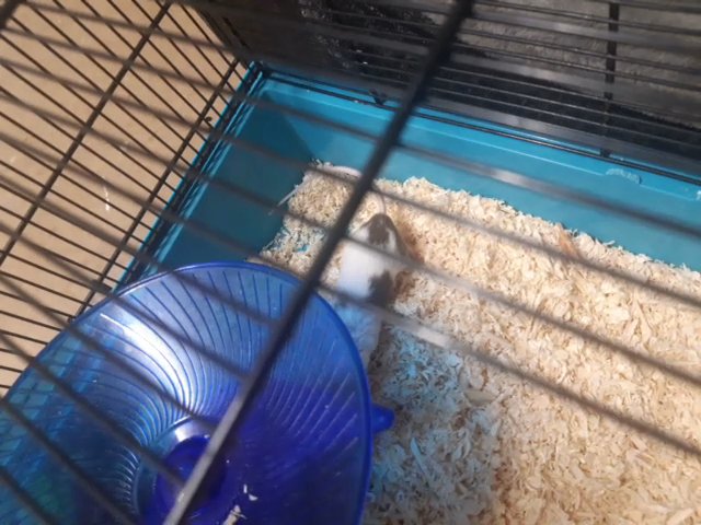 mouse for sale.
