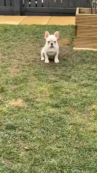 Frenchie Carrying Pink And Fluffy