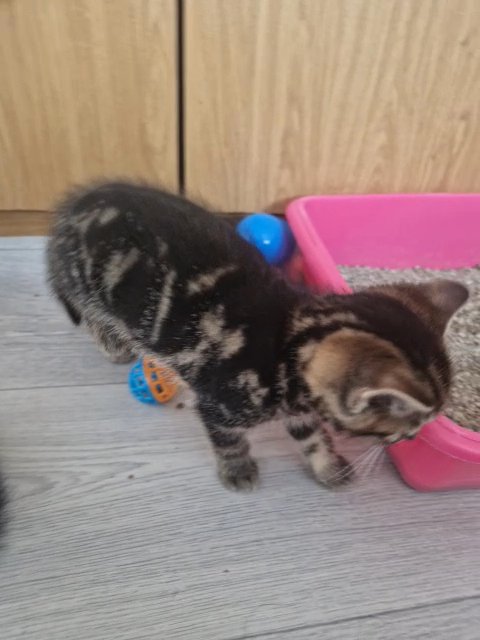 kitten comes with a home, toys and litter box
