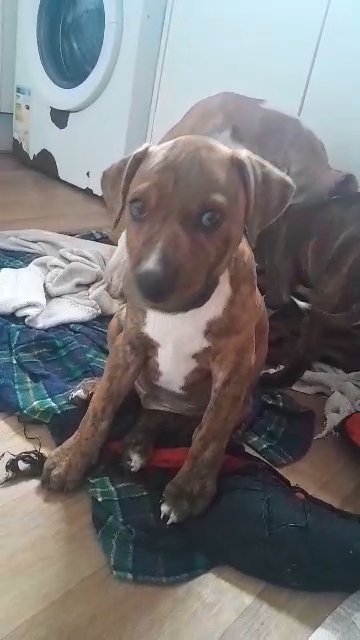 1 light brindle 11 weeks old staffy x boy