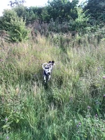 Kc Dalmation