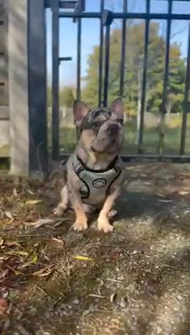 MR MELLOW For Stud