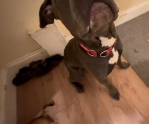 American bulldog