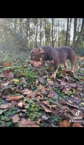 American Pocket Bully