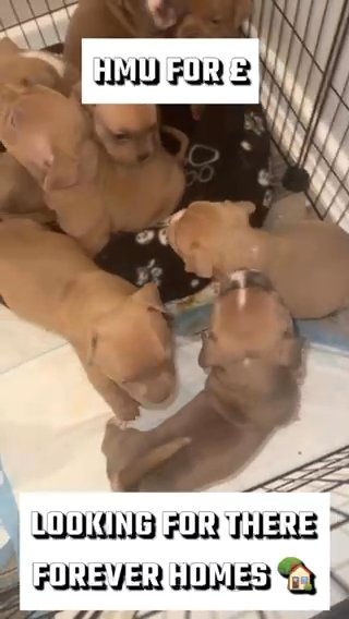 American Pocket Bully’s