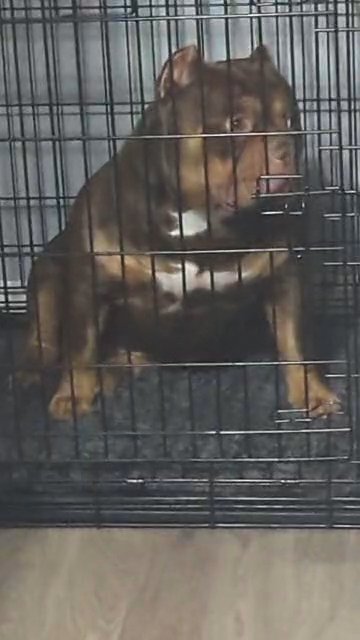 POCKET BULLY STUD